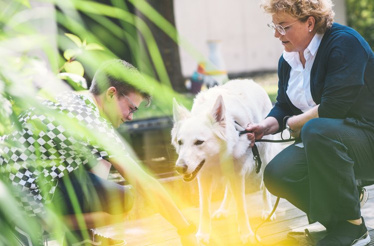 Therapiehunde