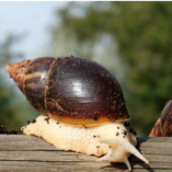 Therapieschnecken