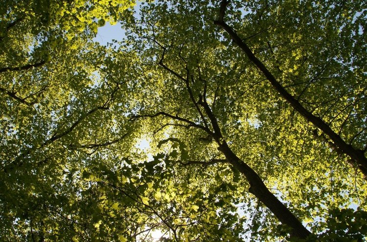waldtherapie bäume