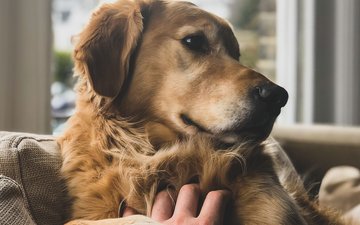 Artikel Lehrer Hund