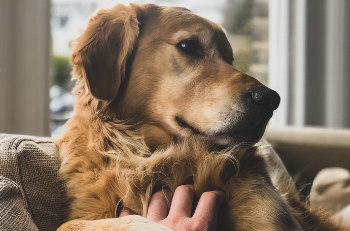 Artikel Lehrer Hund