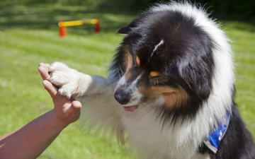 Artikel Tiergestütze Therapie Hund gibt Pfote