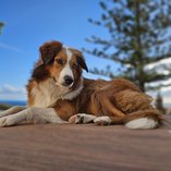Therapiehund Louki