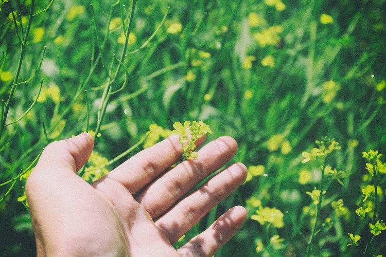 Artikel Frühjahrsmüdigkeit Hand in Blumenbeet